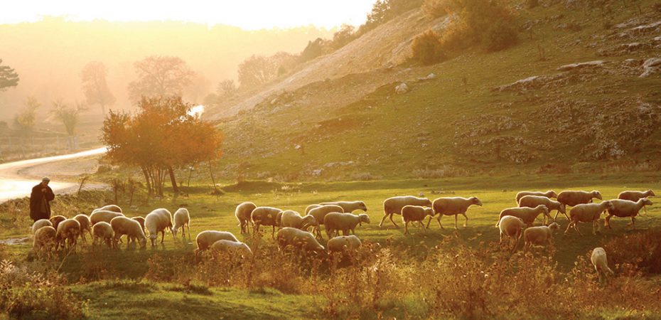 sheep