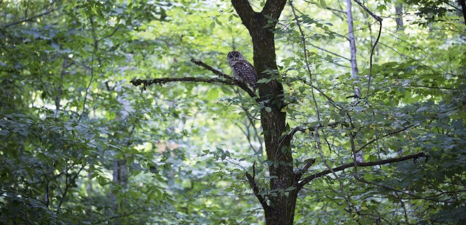 Ecology