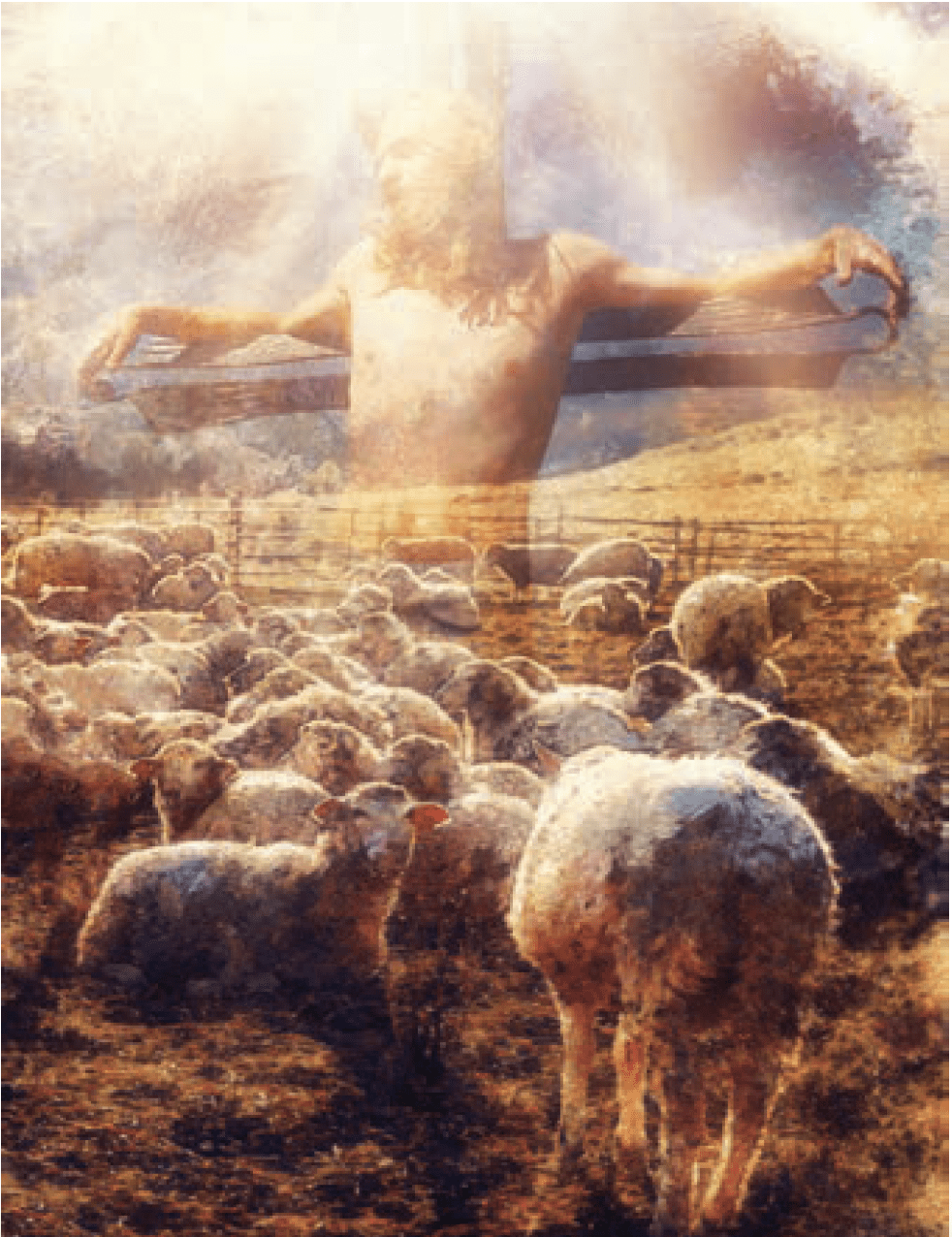 sheep